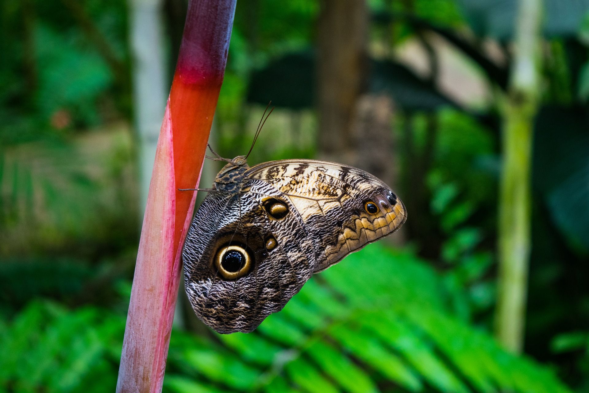 butterfly 1726074 1920