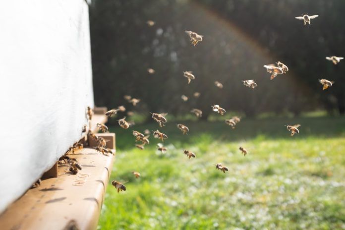 Abejas
