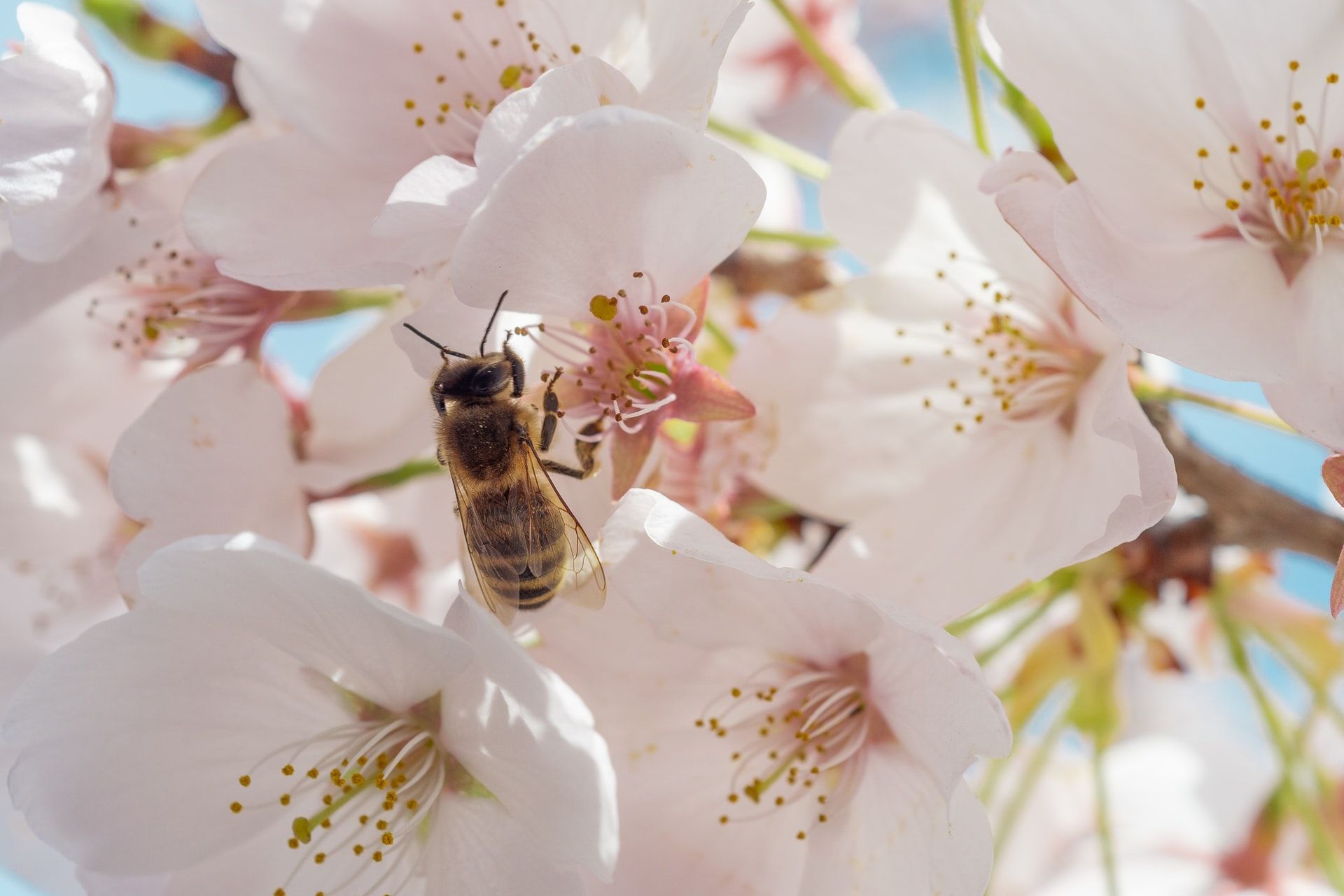 dennis klicker 8P 1ellDxcM unsplash