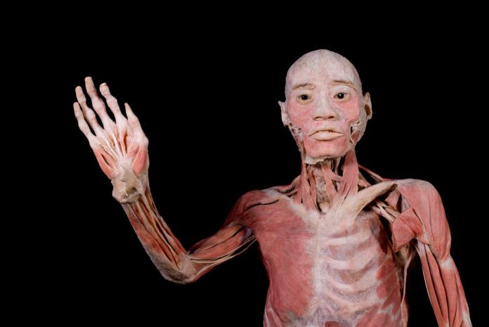 Bodies: Cuerpos humanos reales