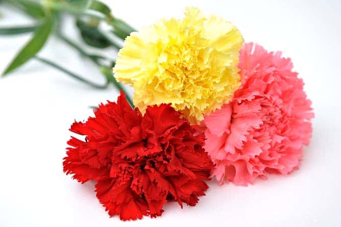 El lenguaje detrás de las flores 4 Flores