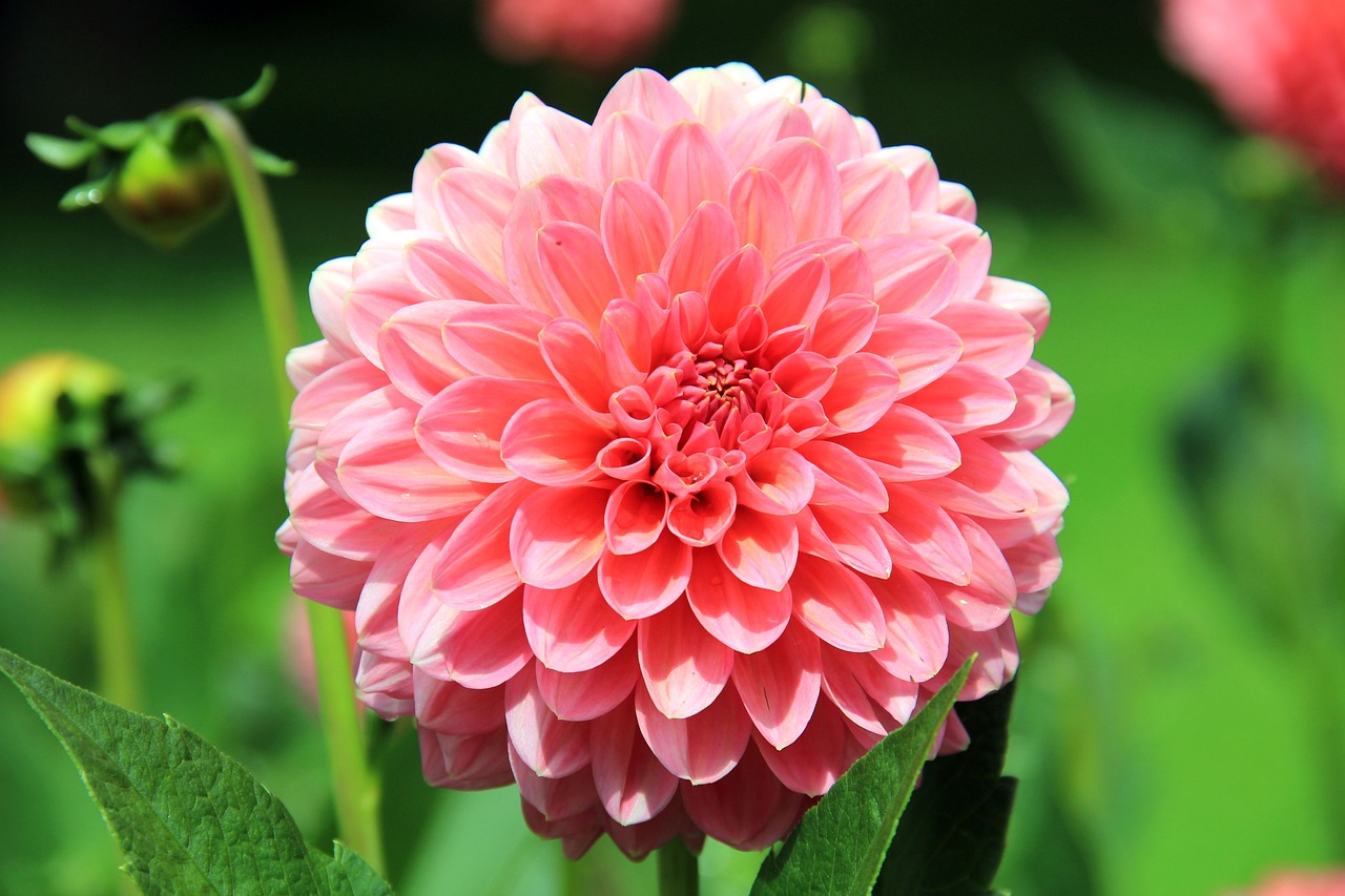 El lenguaje detrás de las flores 5 Dalias