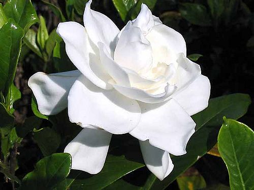 El lenguaje detrás de las flores 6 Jazmin