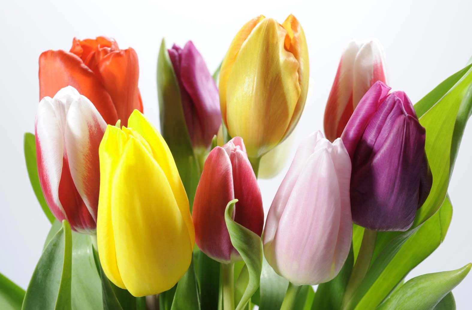El lenguaje detrás de las flores 9 Tulipanes