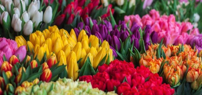 Flores