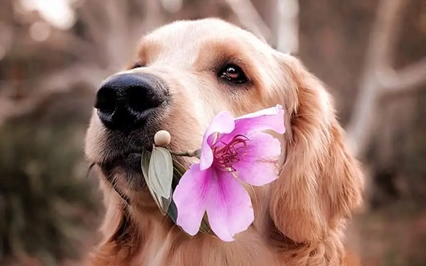 Nombres para perros