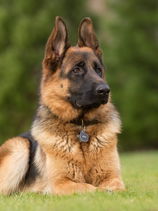 Nombres para perros