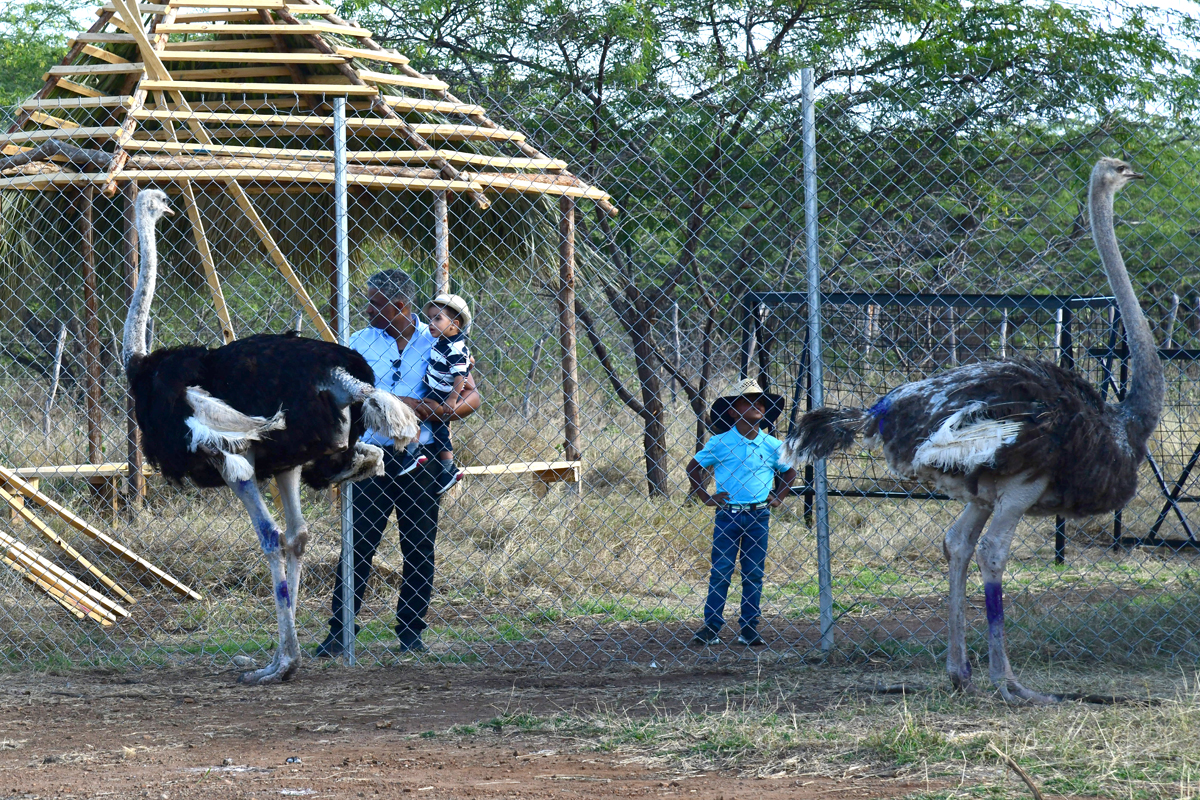 ¡Un safari en República Dominicana al estilo tropical! 10 t26