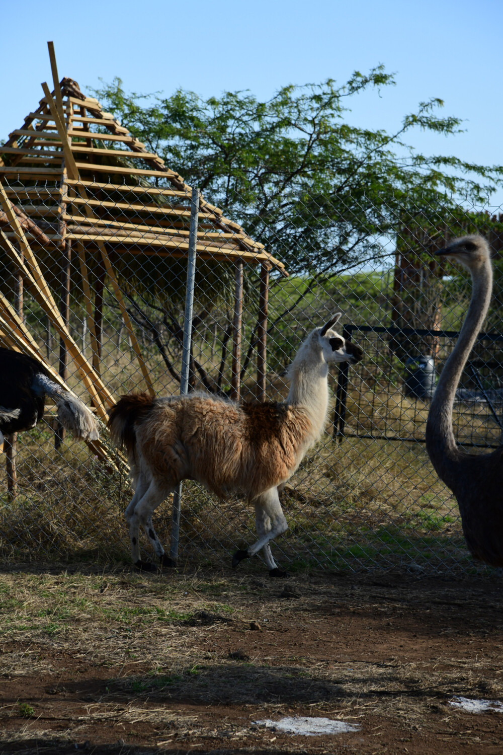 ¡Un safari en República Dominicana al estilo tropical! 7 safari
