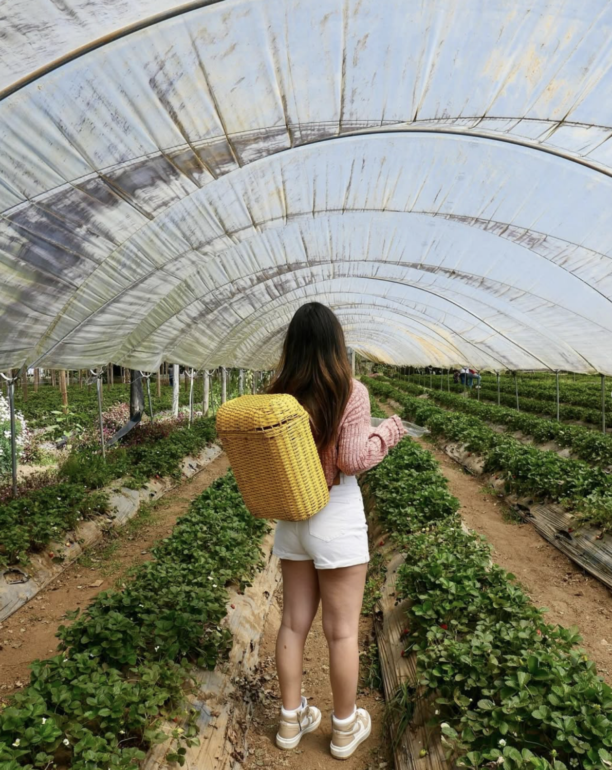Campo de Fresas