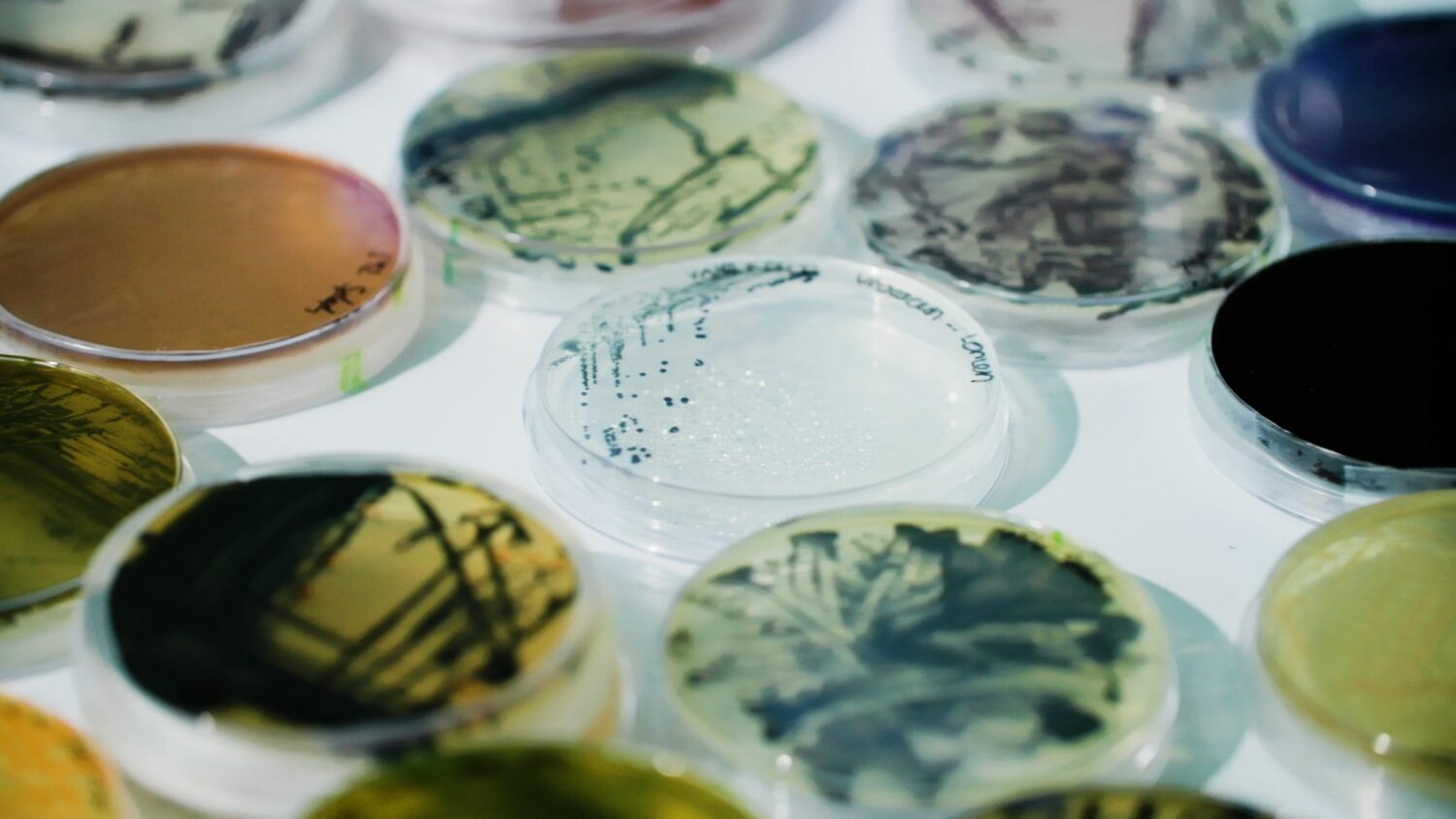 La biotecnología y una posible revolución en el mundo de la moda 3 p0g9gclg